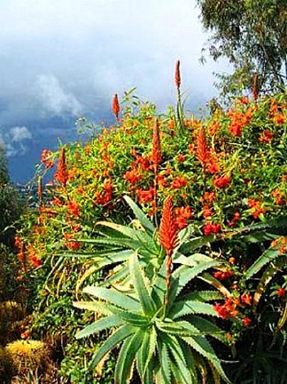 Aloe_arborescens.jpg