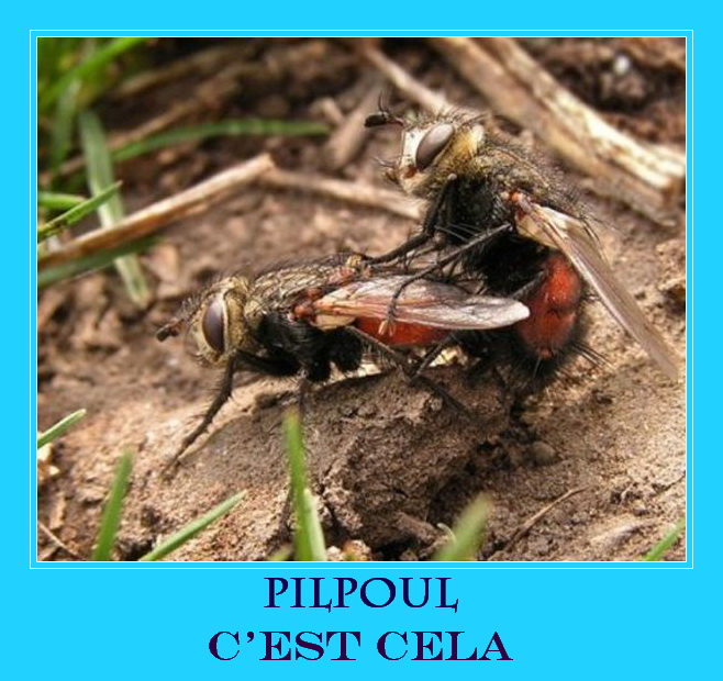 le_pilpoul_c__est_cela.jpg