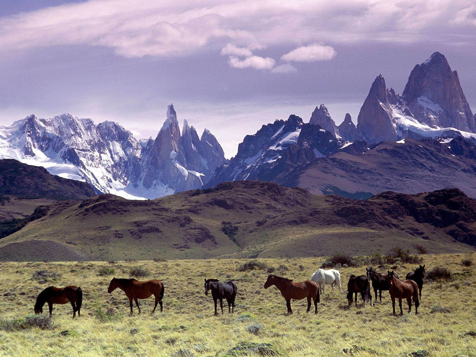 wild_andes_mountains_argentina_horse.jpg