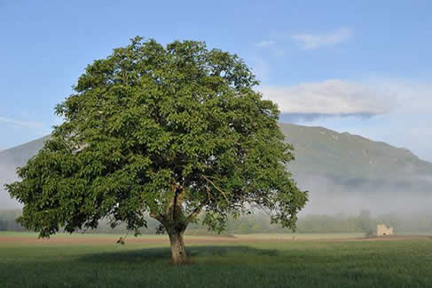 noyer_arbre.jpg