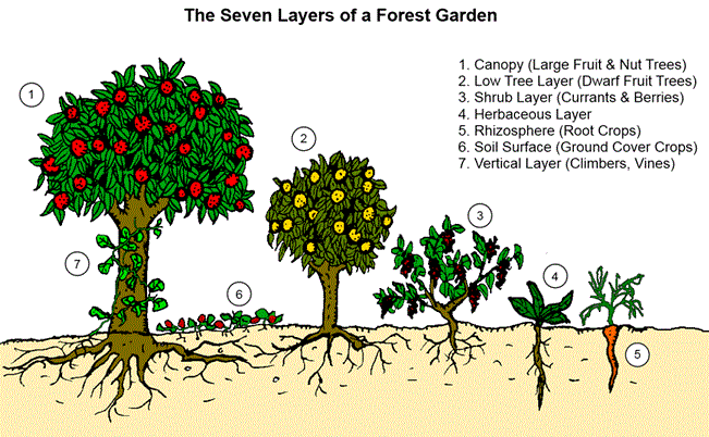 Edible_forest_gardens.gif