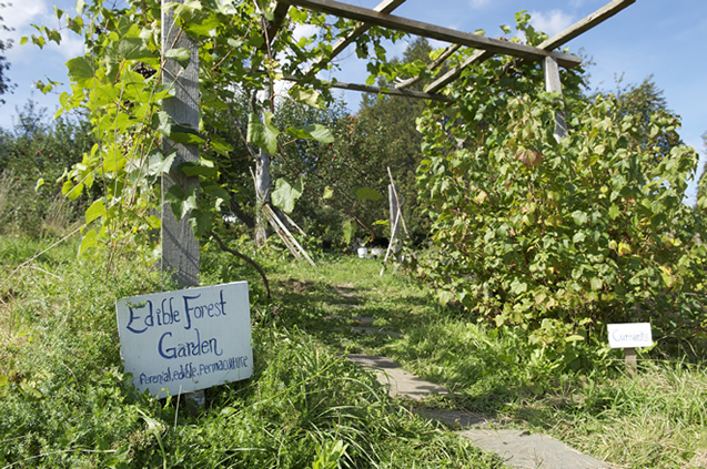 Edible_forest_gardens_Jacke.jpg
