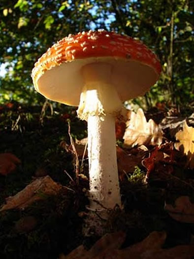 Soma_Amanita.jpg