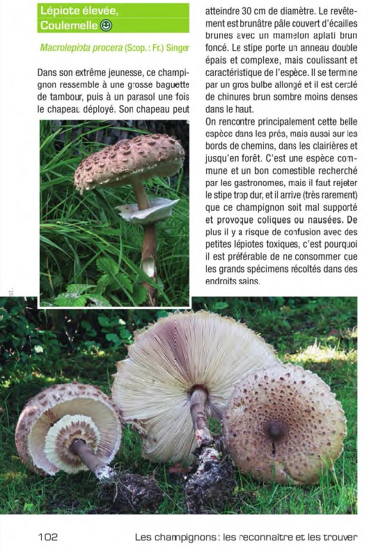Patrick_Laurent_champignons.jpg