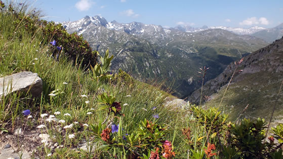 jeune_nature_montagne_savoie_aoste.jpg