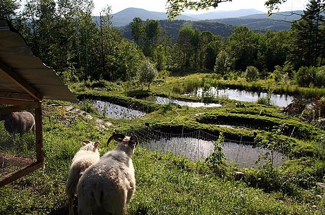 resilient_farm_and_homestead.jpg