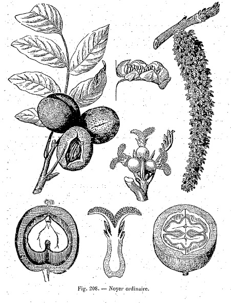 Heraud_A_Nouveau_dictionnaire_des_plantes_medicinales_Quatrieme_edition.jpg